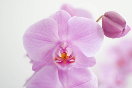 Macro Shot of an Purple Orchid