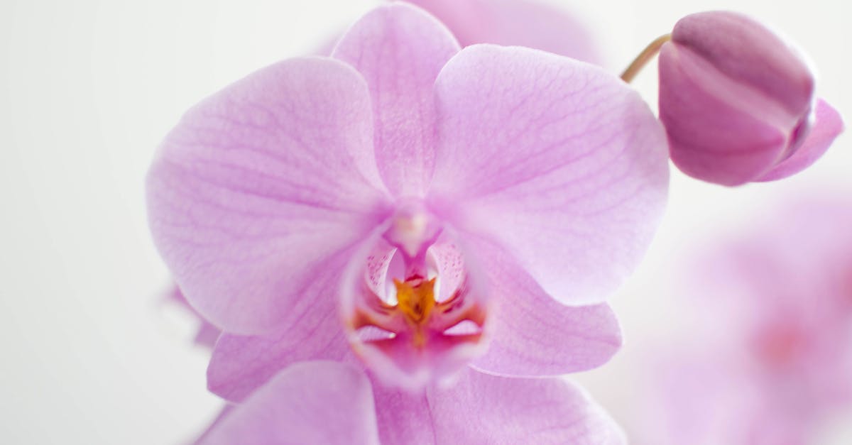 2023臺灣國際蘭展倒數3天!串聯鐵道與春季農產活動