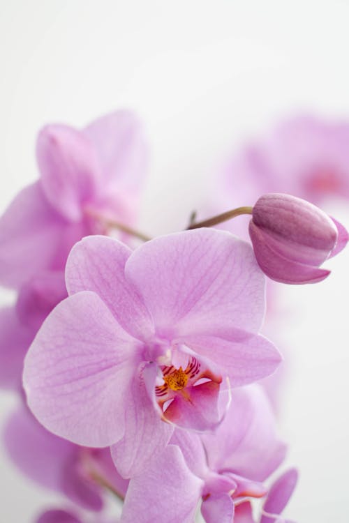 Purple Moth Orchid in Bloom Close Up Photo