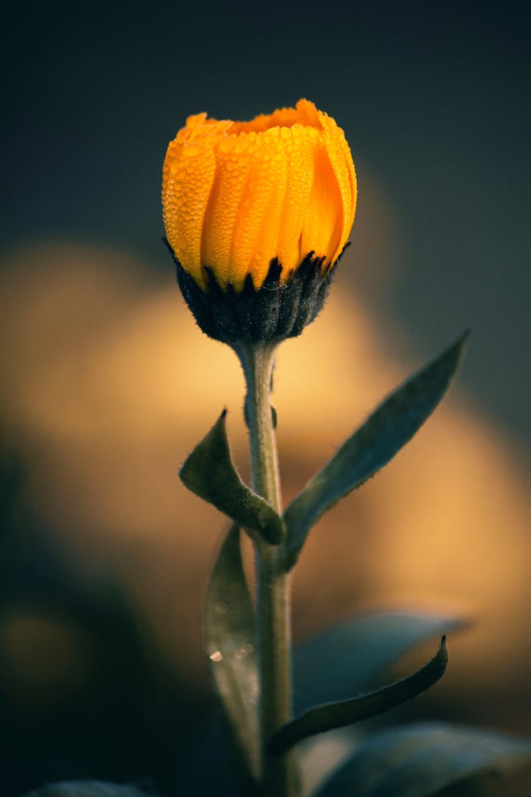 Close-Up Shot Of A Pot Marigold Flower