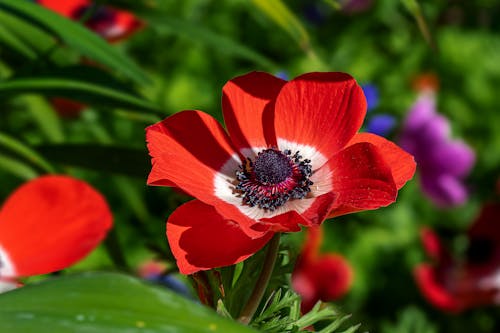 Foto d'estoc gratuïta de anèmona de rosella, creixement, flor vermella