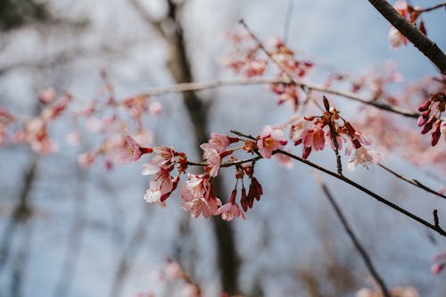 A Cherry Blossom Flowers on Tree Branches