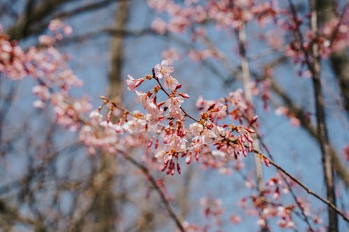 Close-up of Cherry Blossom 