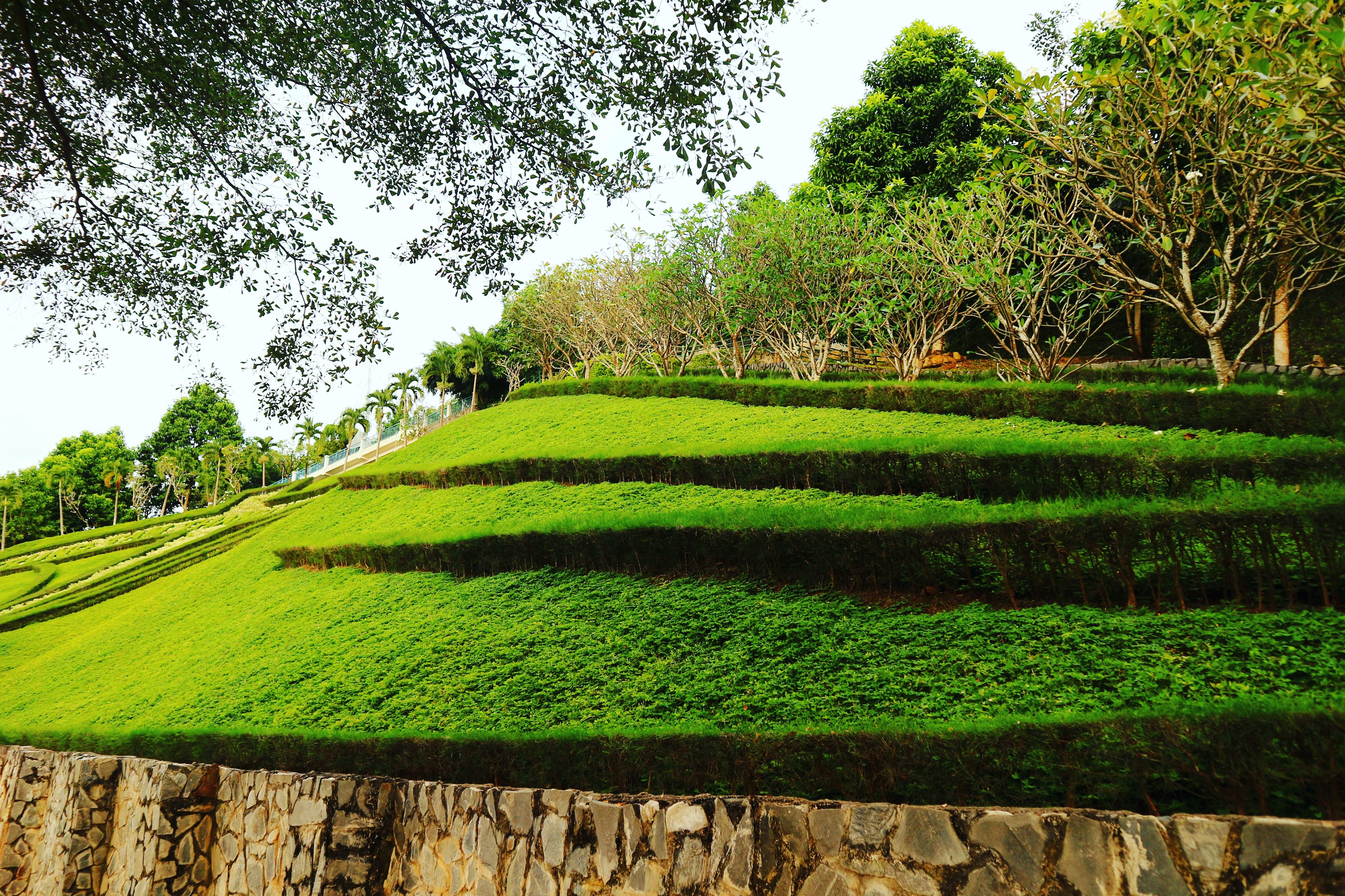 Verdant terraced hillside showing soil stabilization principles