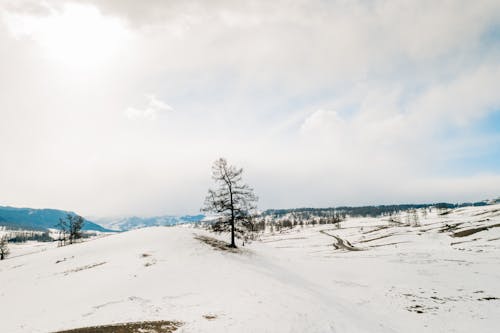 Snow Covered Field With Trees Under White Clouds