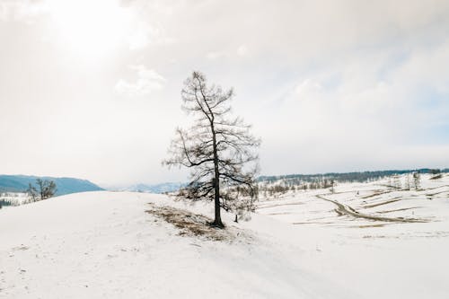 Photos gratuites de clairière, couvert de neige, enneigé