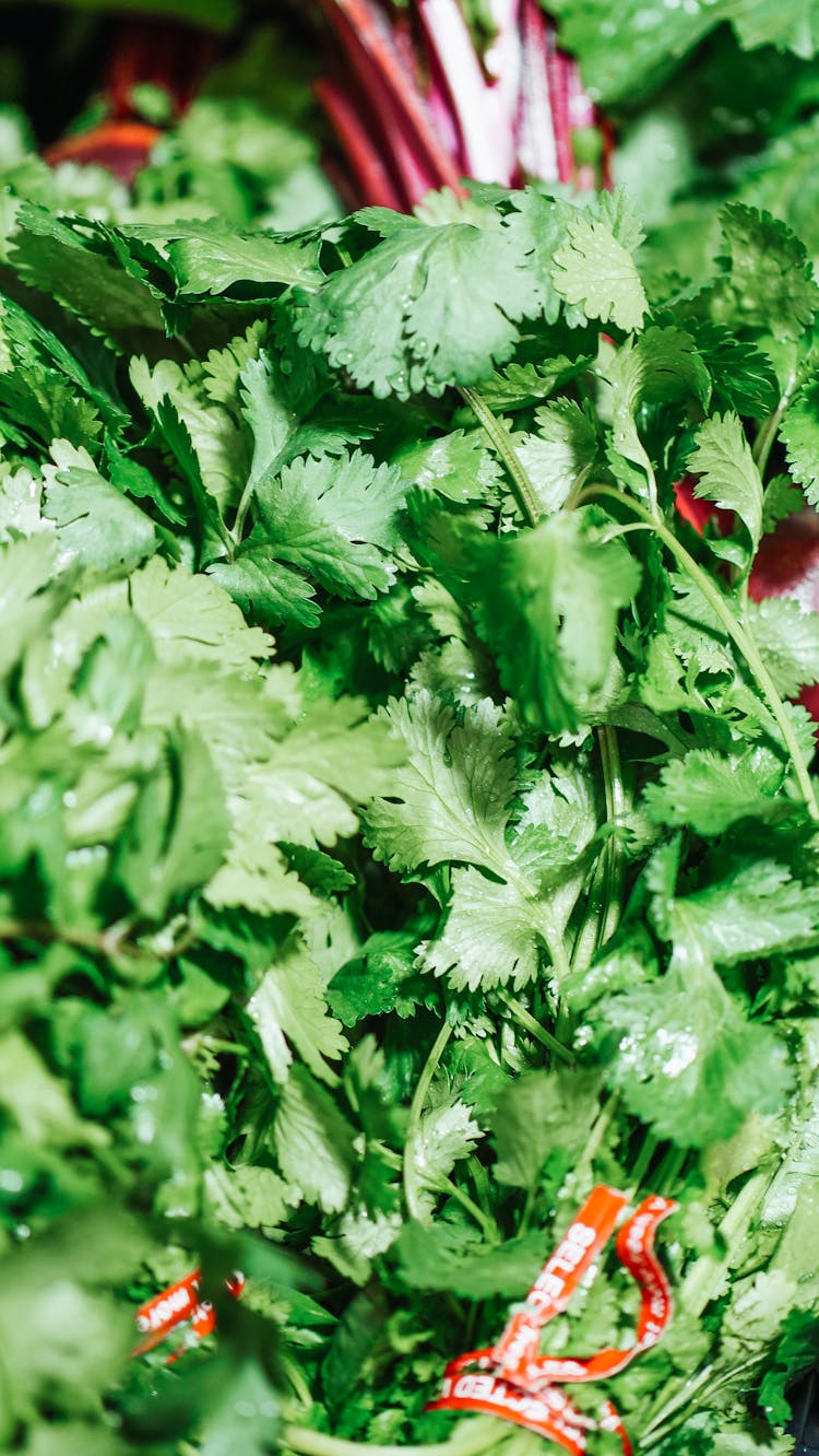 Close-Up Photo Of Cilantro Leaves