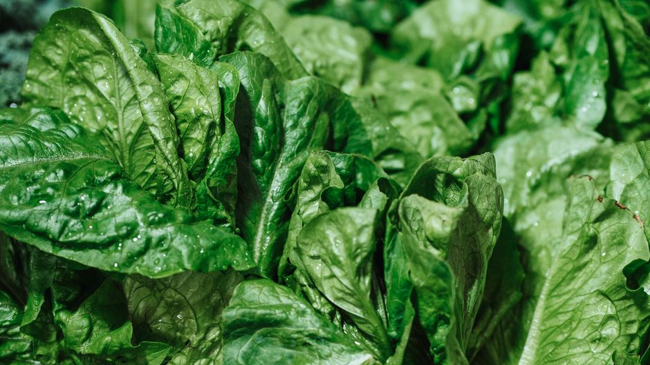 Heme vs. Non-Heme Iron: The Absorption Gap Every Vegetarian Should Understand