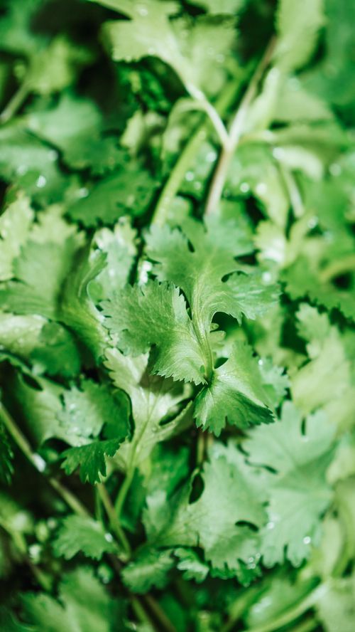 Free A close-up view of fresh cilantro leaves with a lush green texture and vibrant color. Stock Photo