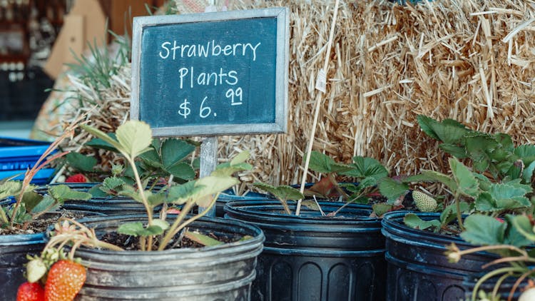 Strawberry Plants In Buckets