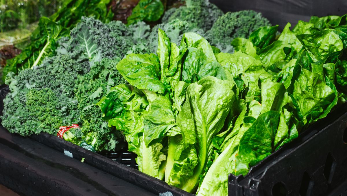 Gut Health 101: How Your Diet Shapes Your Microbiome