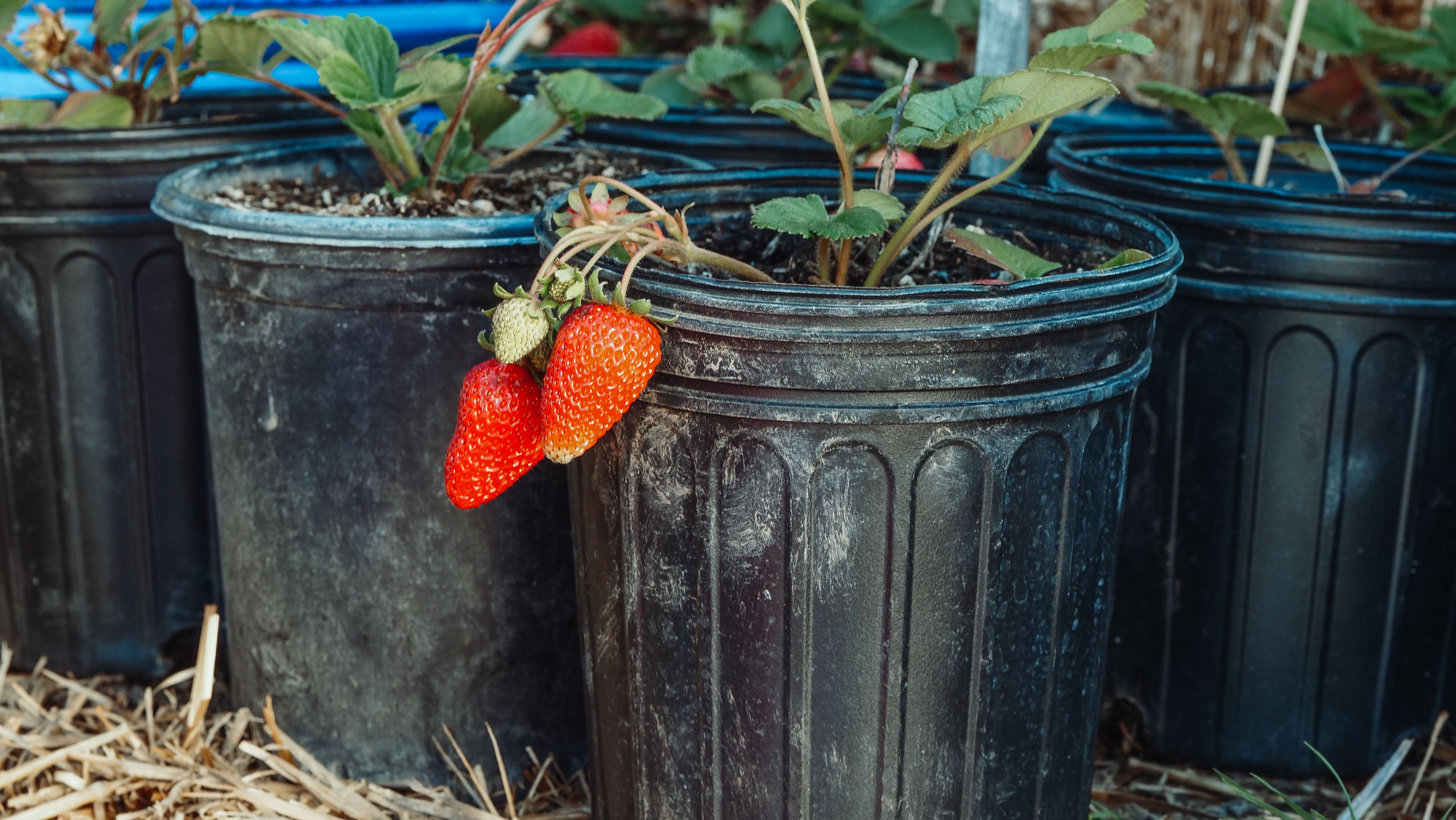 The Best Berries for Small Gardens and Containers | British Berries