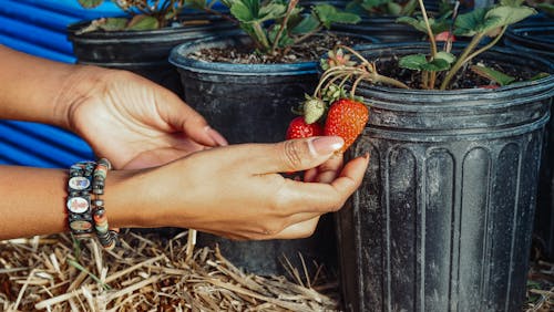 Ücretsiz çalı meyvesi, Çiftlik, çilekler içeren Ücretsiz stok fotoğraf Stok Fotoğraflar