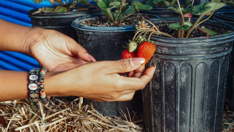 Mastering Container Gardening in Nigeria: Tips for Success