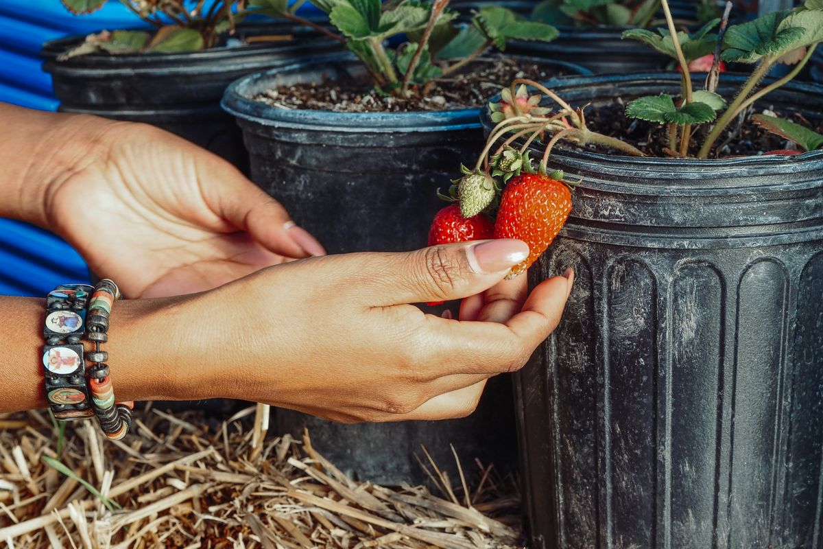 Cultiver des fraises en pot sur balcon - Quand et comment planter des fraisiers en pot ?