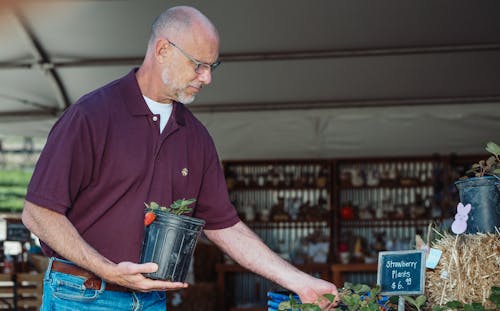 Man Holding a Strawberry Plant