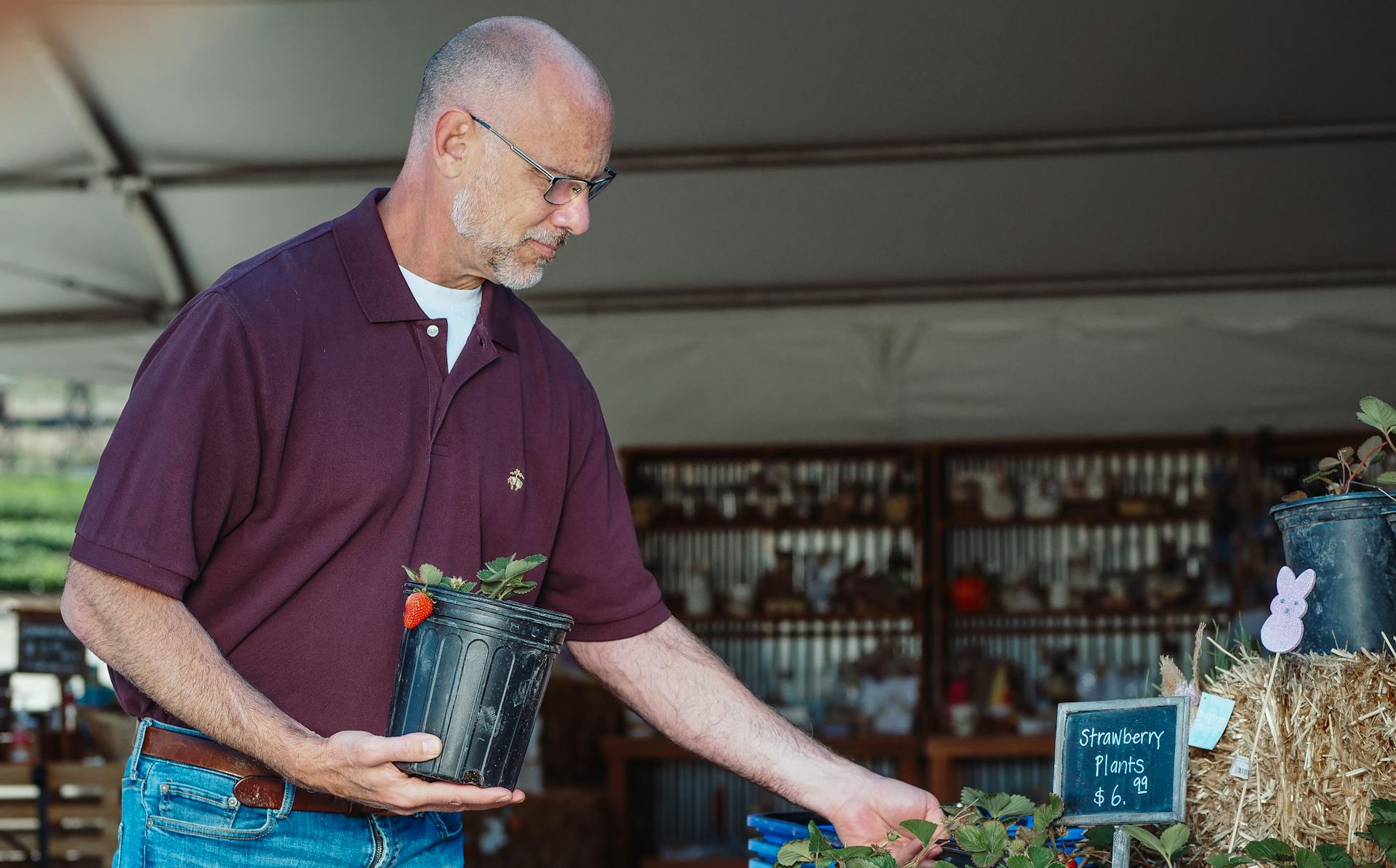 Elderly man handling strawberry plants for sale at an outdoor market.