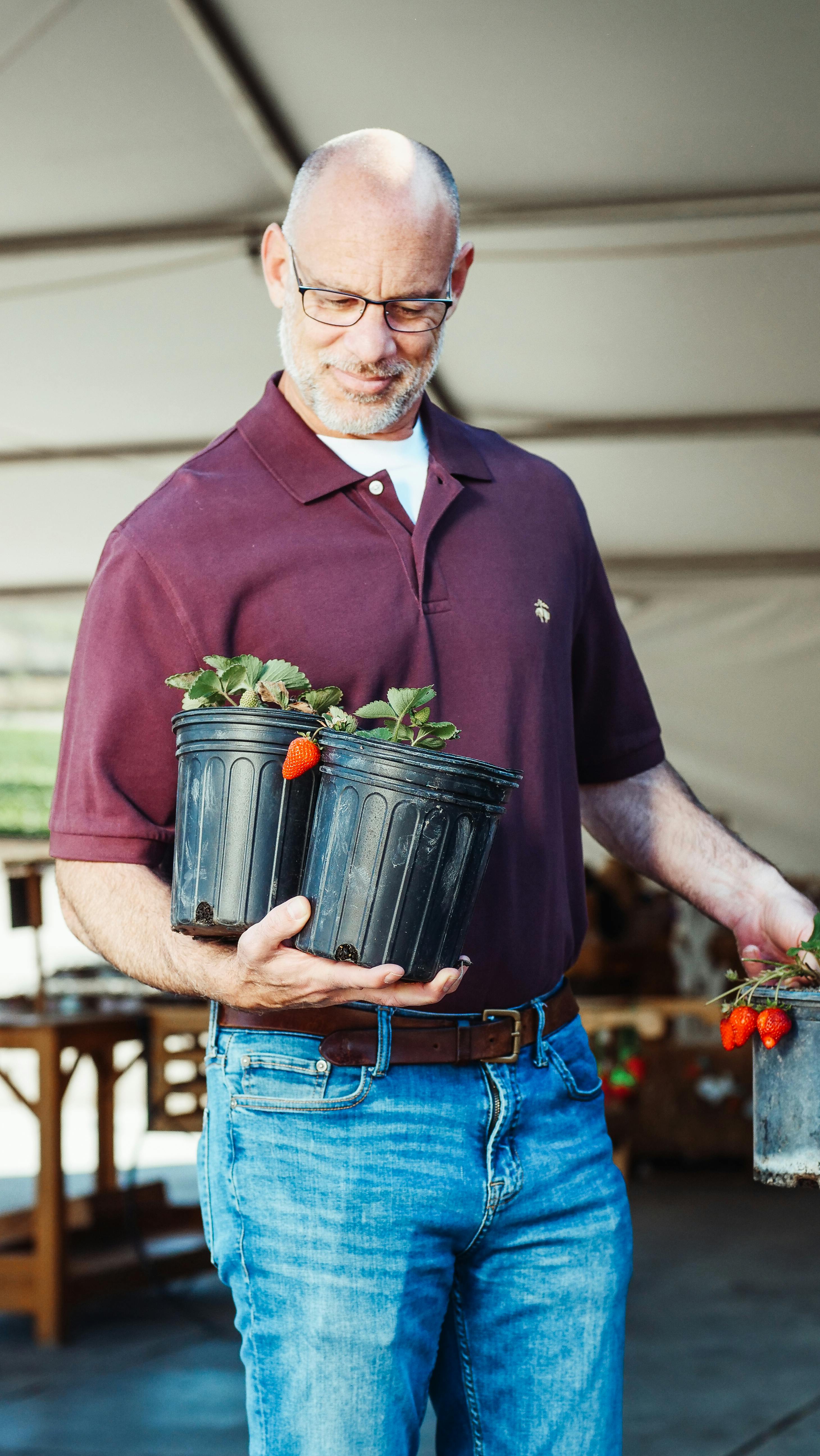 An elderly bald man with eyeglasses carrying strawberry plants in pots.