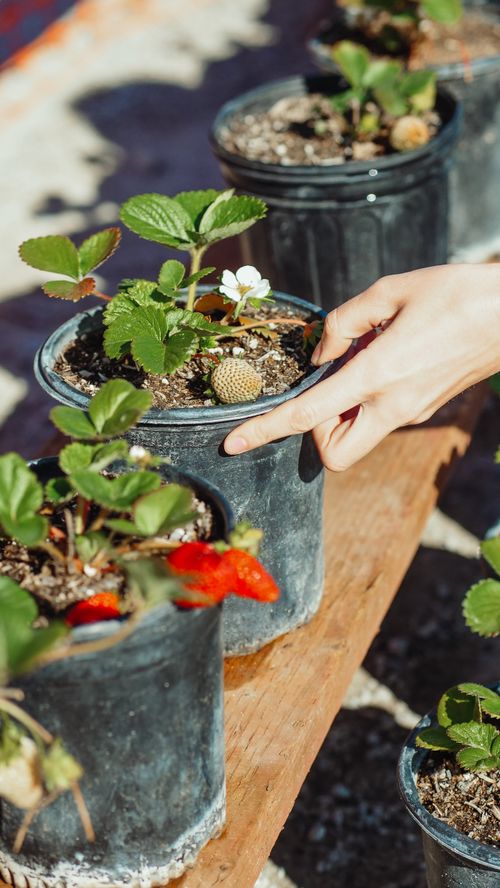 Free A hand gently tends strawberry plants in pots, highlighting gardening and plant care. Stock Photo