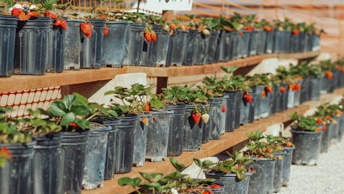 Close-Up Shot of Potted Strawberry Plants