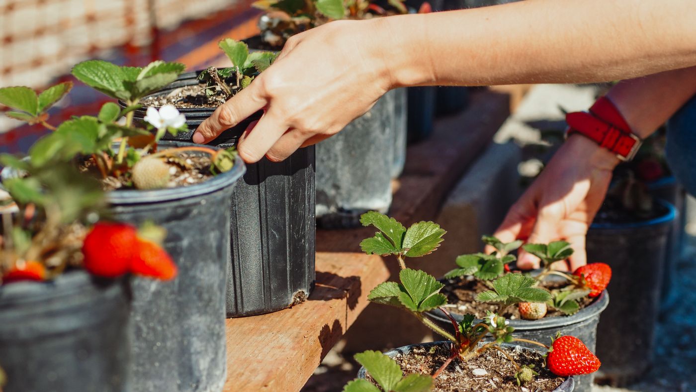 Tending potted strawberry plants in the sun