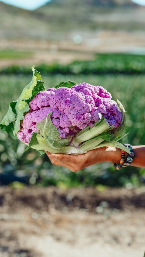 Free Hand Holding Purple Cauliflower Stock Photo