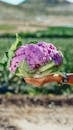 Person Holding Purple Flower