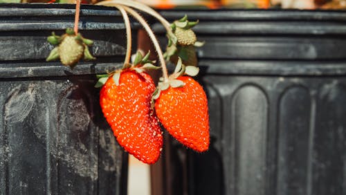 Free Close-Up Photograph of Red Strawberries Stock Photo