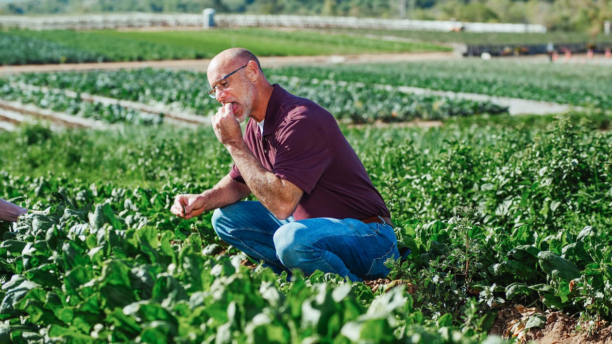 Free A Man Eating Fresh Spinach in a Farm Stock Photo