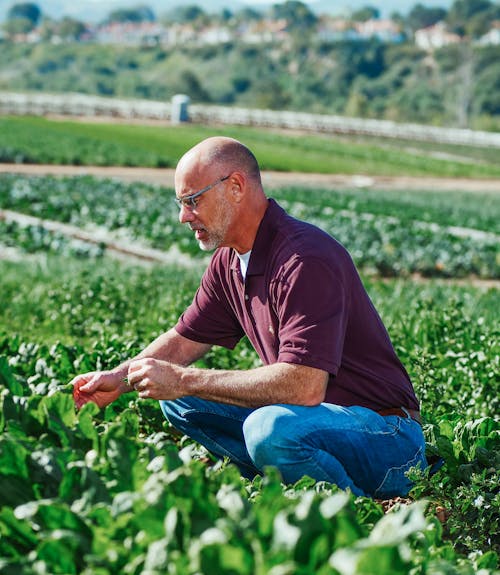 Free Man Checking the Vegetables in the Farm Stock Photo