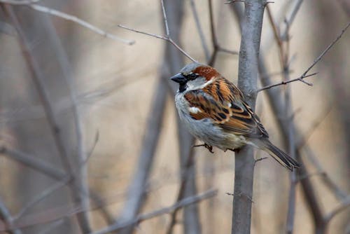 A Sparrow Perched on a Branch