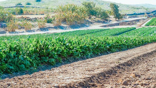 Foto d'estoc gratuïta de agricultura, camí de carro, camps de cultiu