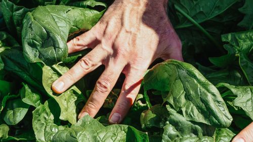 Free Detailed view of a hand touching lush spinach leaves in natural light. Stock Photo