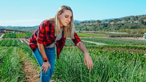 Imagine de stoc gratuită din agricultură, atinge, câmp