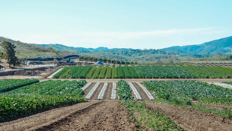 Green Plantation Near Mountain 