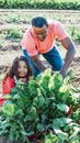 African American male horticulturist with girl against beetroot plant with lush foliage on sunny day