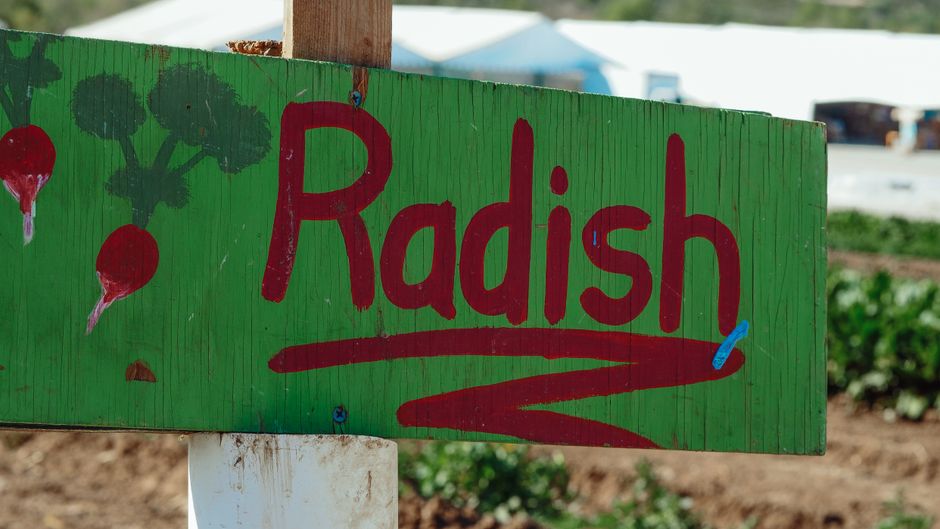 radish field farming