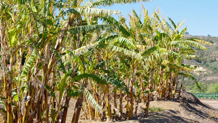 Photo Of Banana Trees