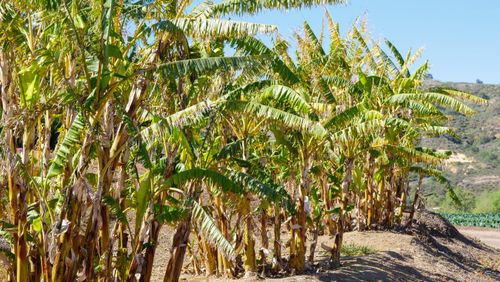Free A vibrant banana plantation under clear blue skies, showcasing lush green foliage. Stock Photo
