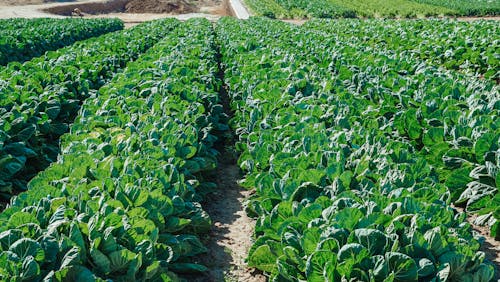 Green Plants on Brown Soil