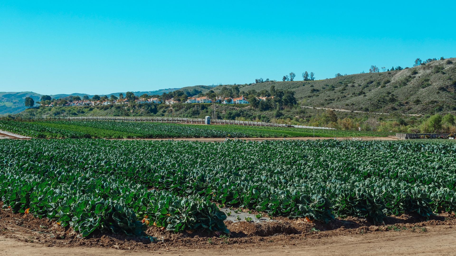 A vibrant rural landscape showcasing lush vegetable crops under a clear blue sky.