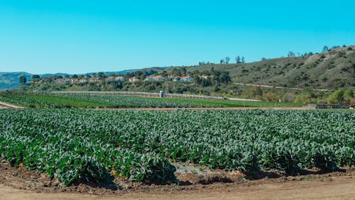 Hill Farmers Celebrate Early Cabbage Bloom