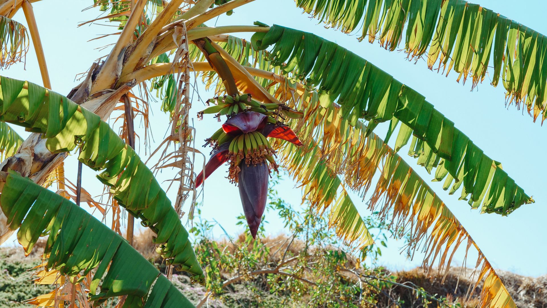 Photo of Bananas Hanging on a Banana Tree