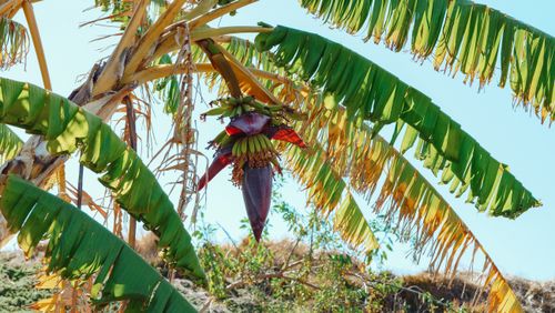 Free A banana tree with fresh unripe bananas hanging in a sunlit rural plantation. Stock Photo