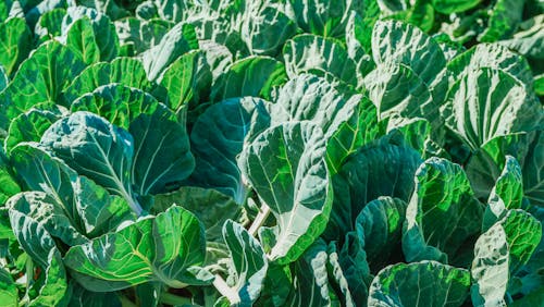 Ingyenes stockfotó farm, közelkép, mezőgazdaság témában