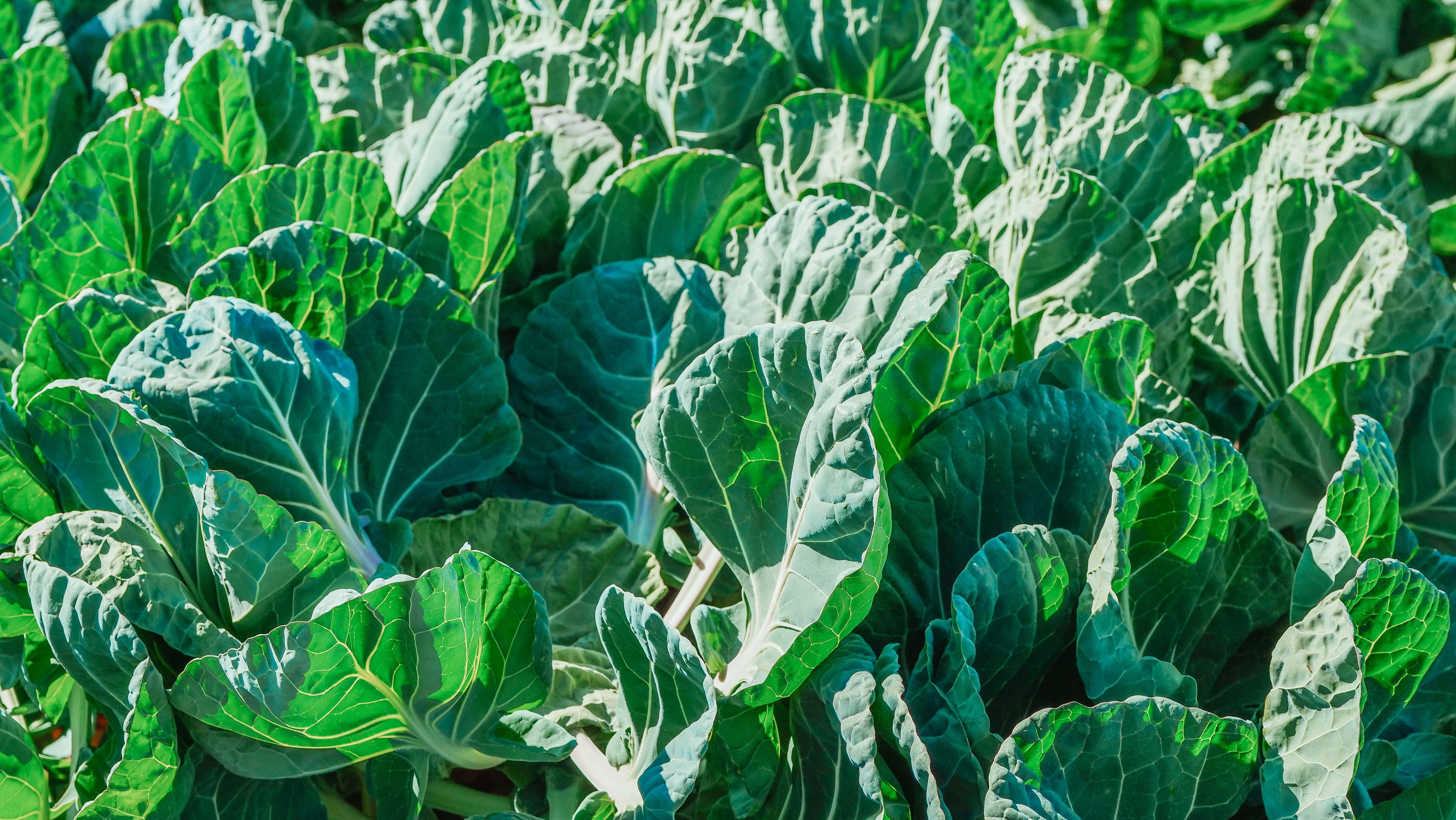The Number One Article On Hoklartherm Riga Greenhouse