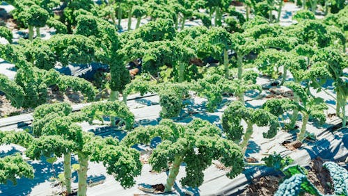 Imagine de stoc gratuită din a închide, agricultură, broccoli