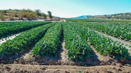 Imagine de stoc gratuită din agricol, câmp, centrale