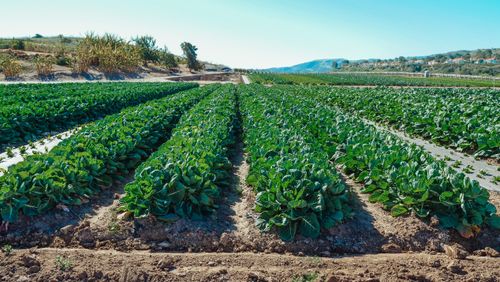 Free Vibrant rows of green crops on a sunny day showcasing sustainable agriculture. Stock Photo