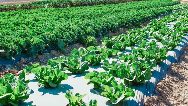 Plantation Of Green Vegetables